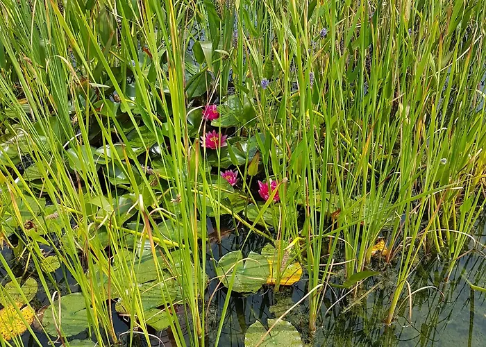 Eichberger Büchlberg